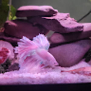 Meet your Posher, Leland